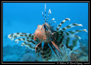 Flying Pterois in the Red Sea. by Raoul Caprez 